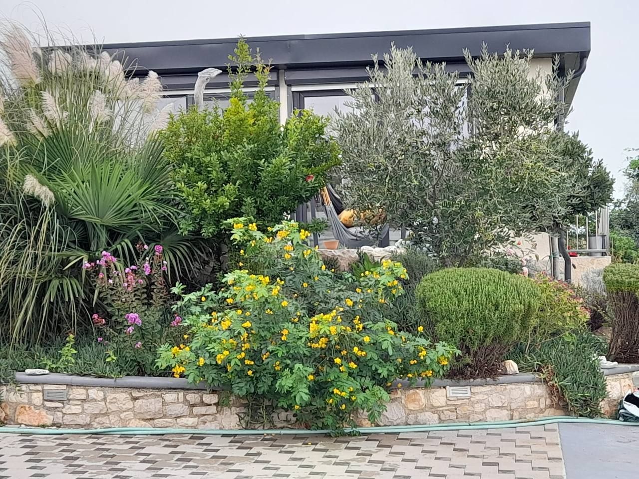 Yellow flowering shrubs and olive tree