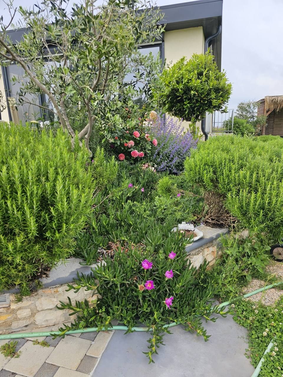 Herb beds and garden path
