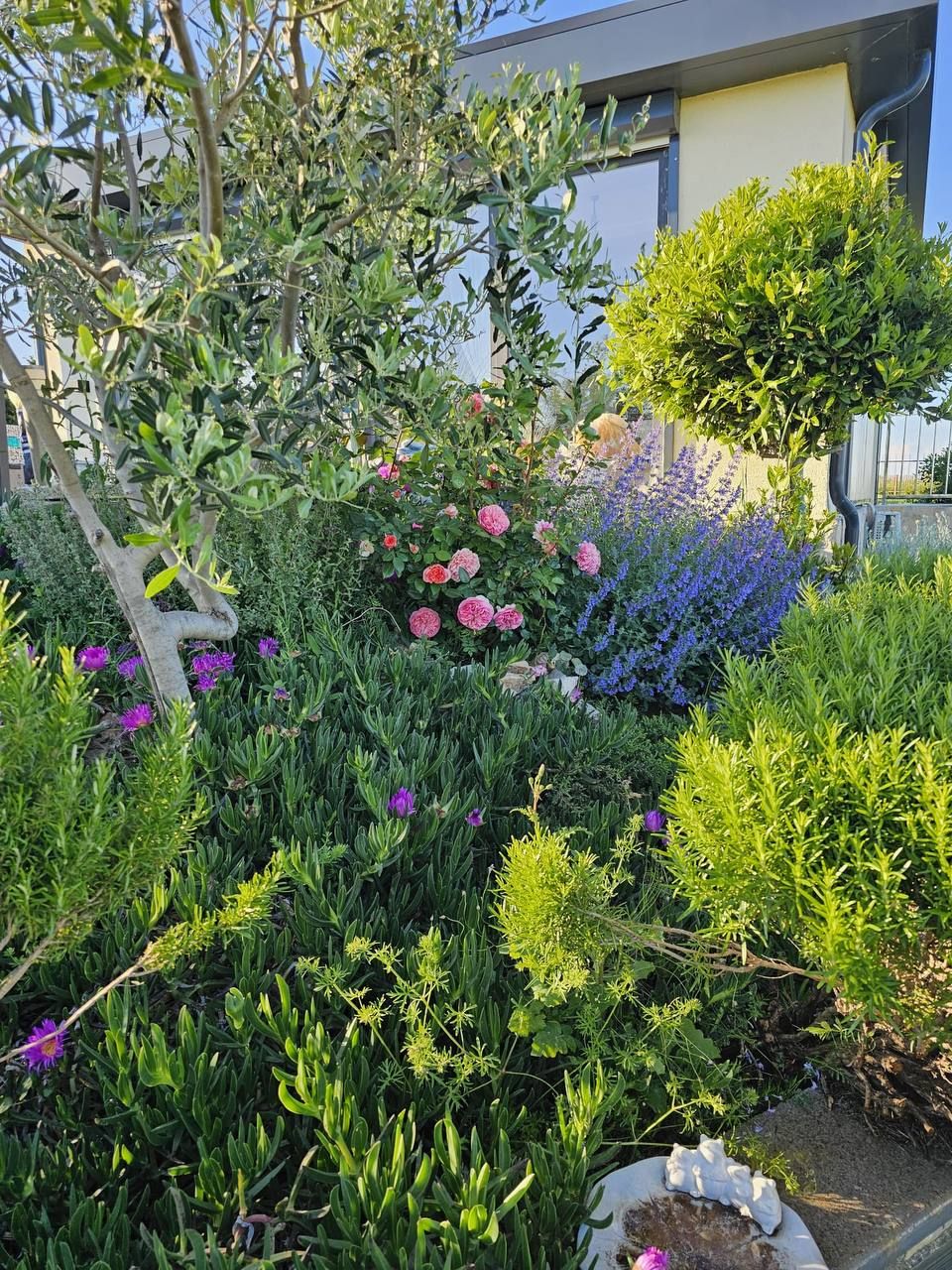 Lavender, roses and olive tree in the garden