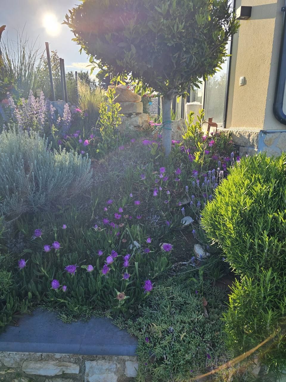 Garden in the morning light