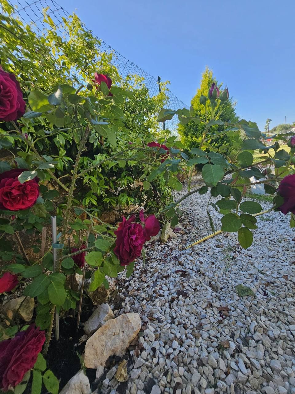 Red roses in the garden