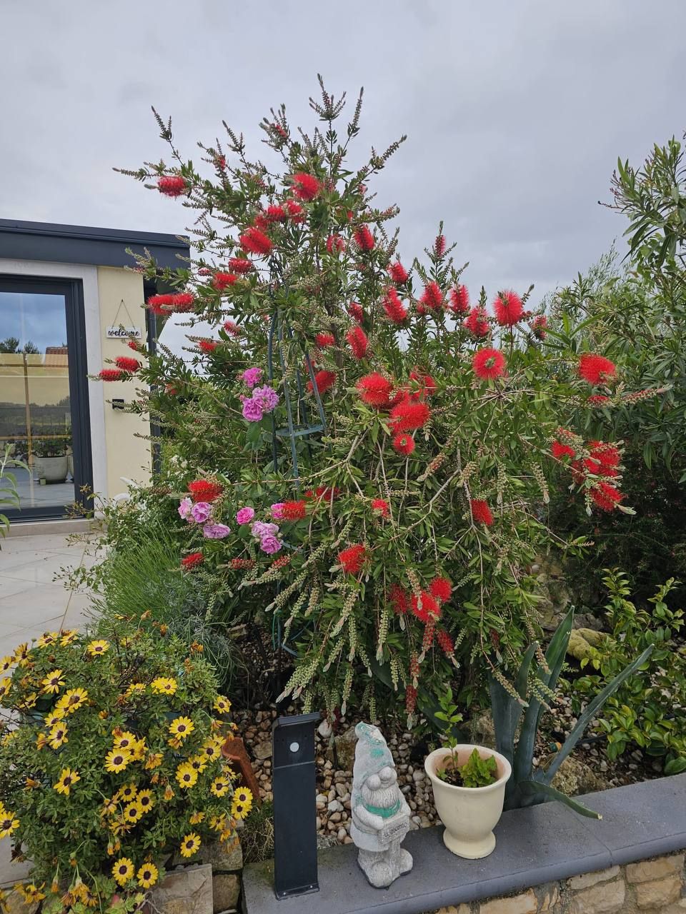 Red bottlebrush and flowers in front of the house