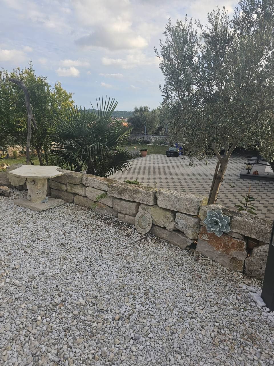 Olive tree and dry-stone wall in the gravel garden