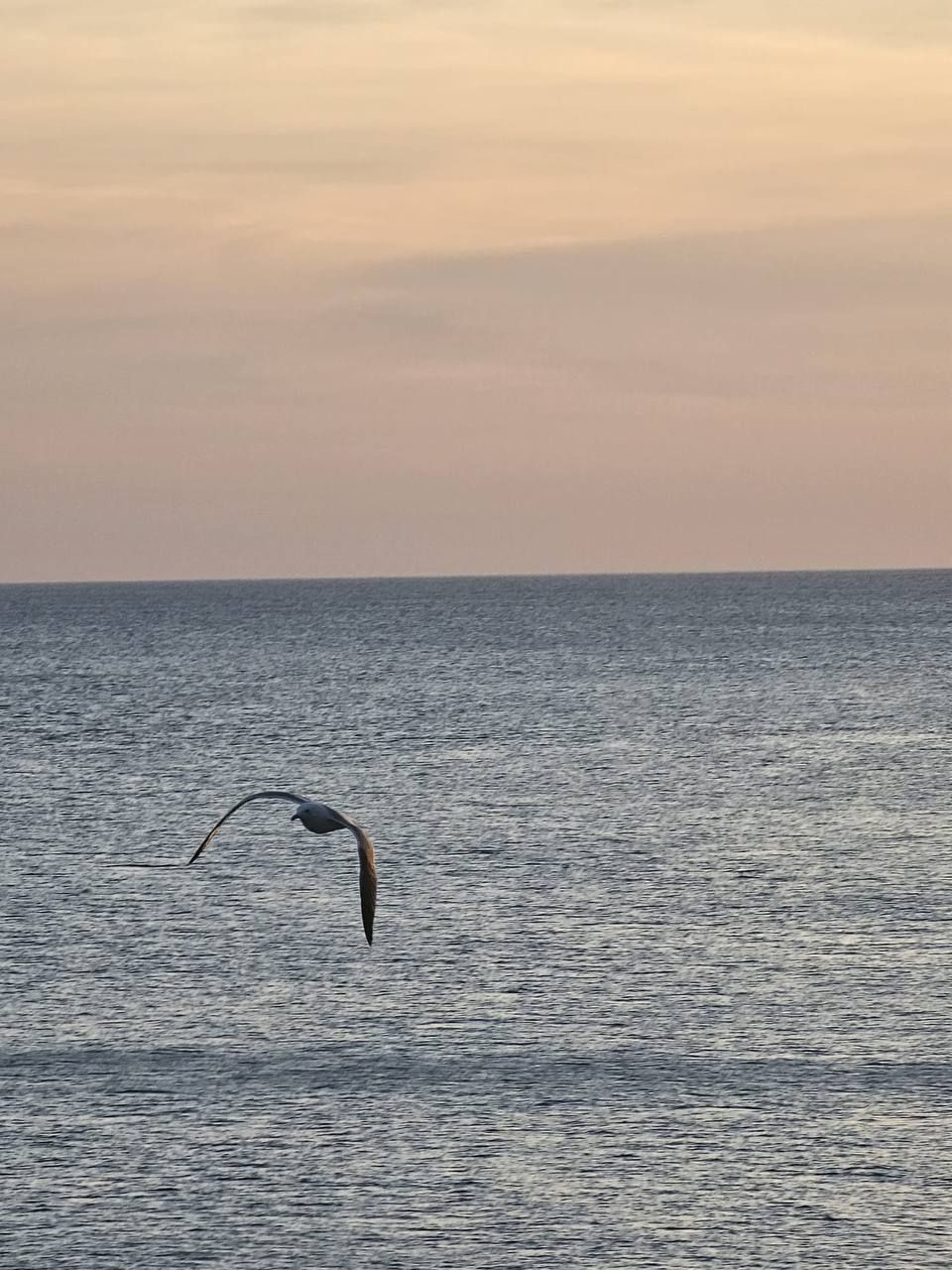 Seagull over the sea in the evening