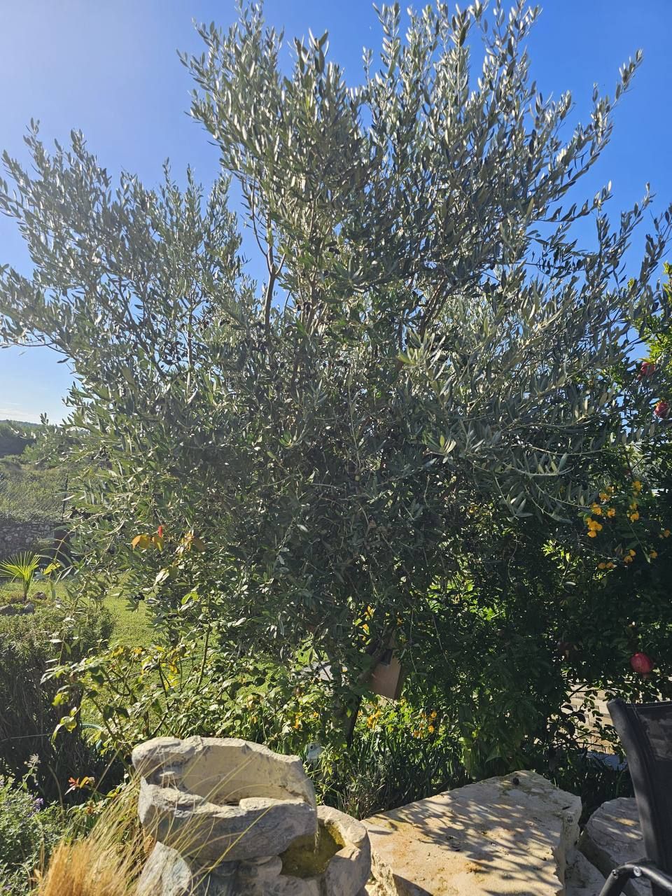 Old olive tree among limestone rocks